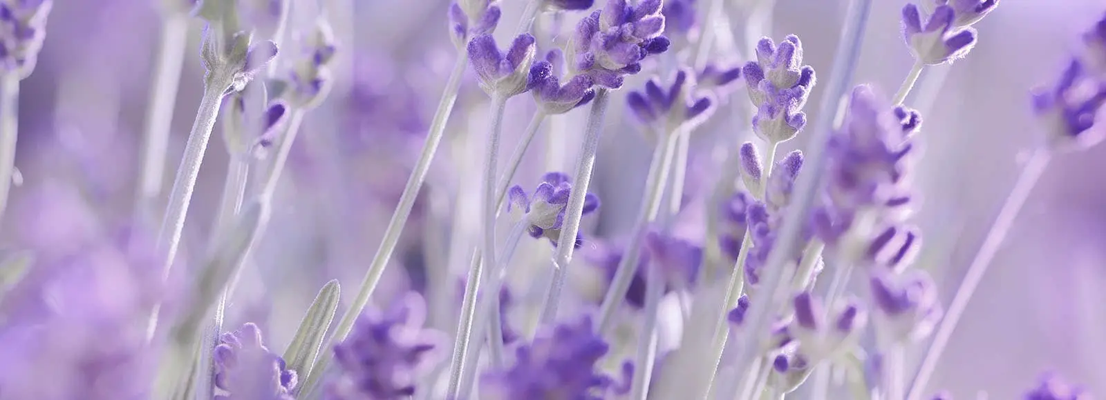 Acupressure and massage therapy at Passages Malibu