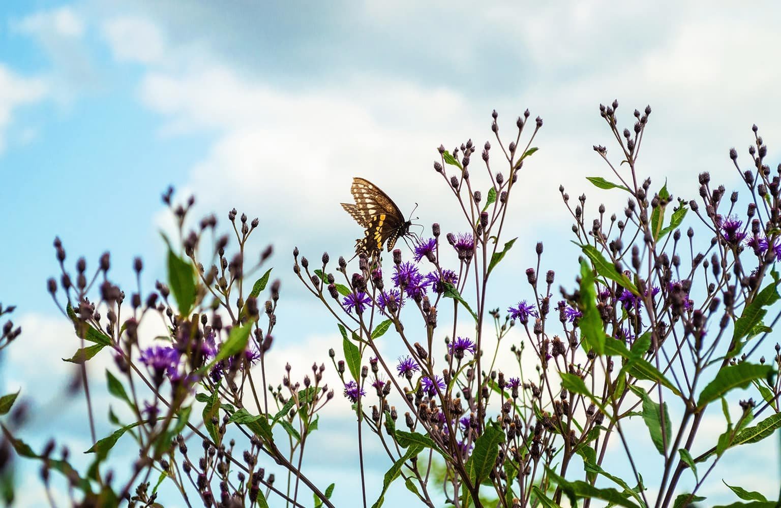 Calming environment for deeper emotional processing and growth