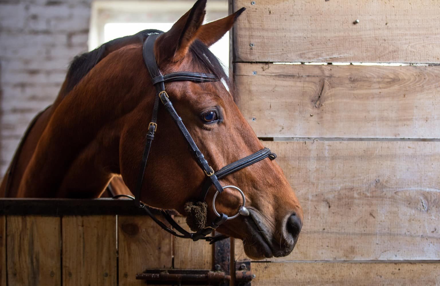 Equine Therapy at Passages Malibu photo 1