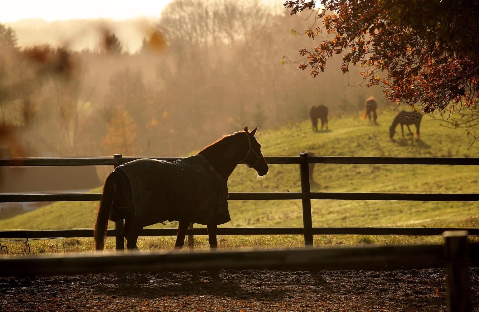 Equine Therapy at Passages Malibu photo 6