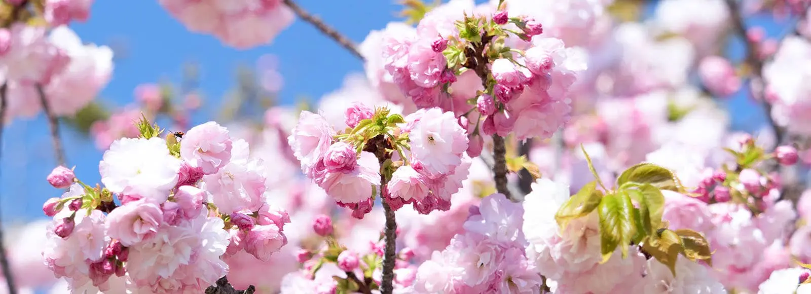 Continuing care at Passages Malibu